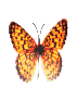 Butterfly_7 Butterfly_7