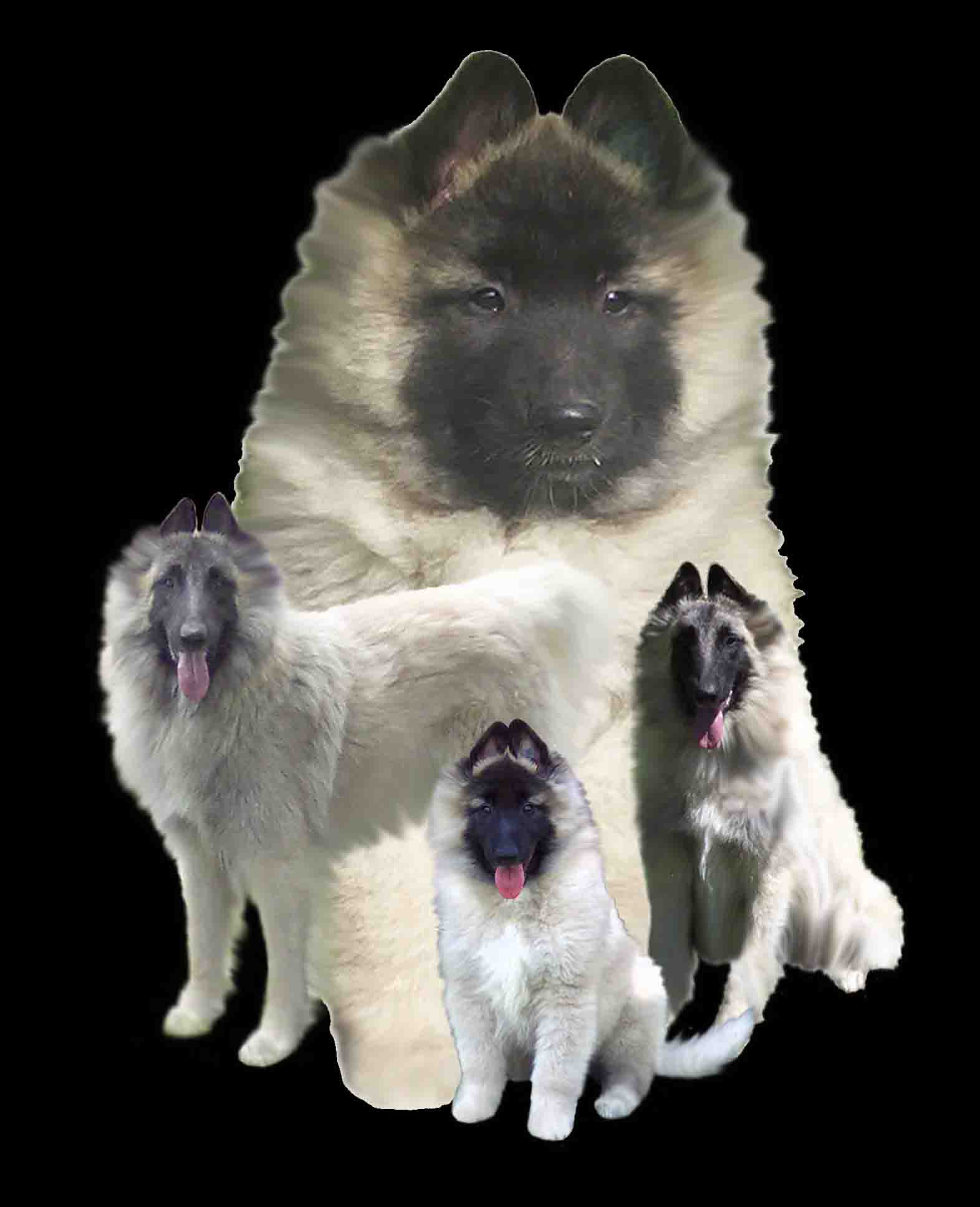 Gaelblack
