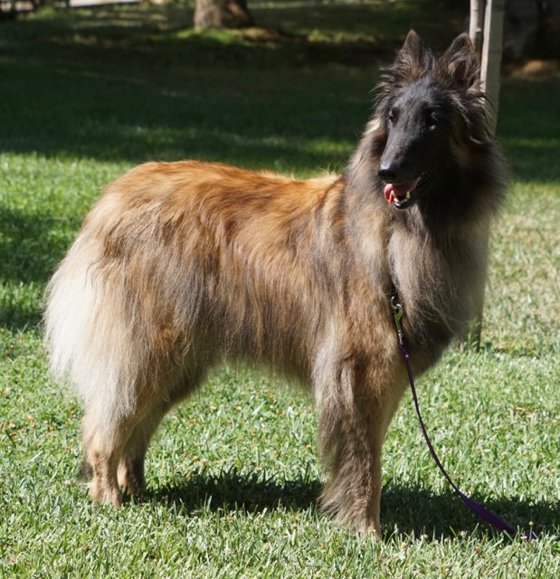 Viocore Orlistat Vs Alli Exclusive offers