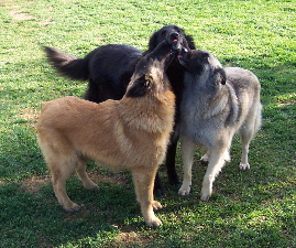 Kiss