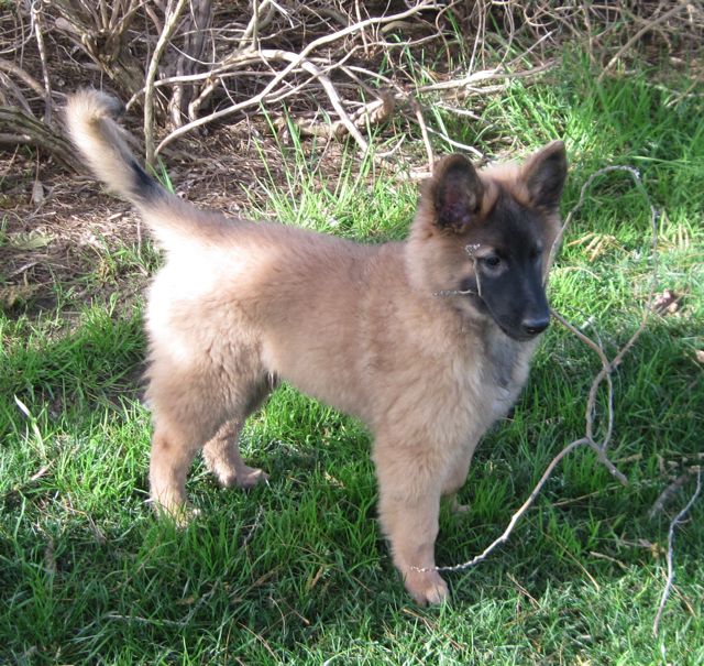 LeTaloose12wk.15_ LeTaloose12wk.15_