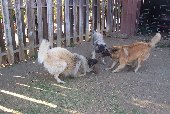 Play7