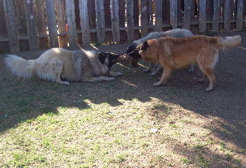Play9