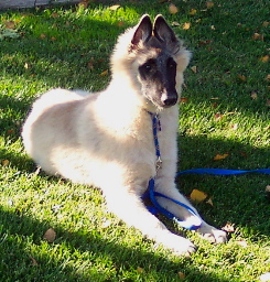 TrainGael18wk