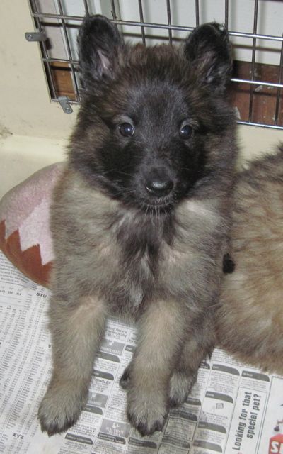 U.GirlLtPurple6wk.1_ U.GirlLtPurple6wk.1_