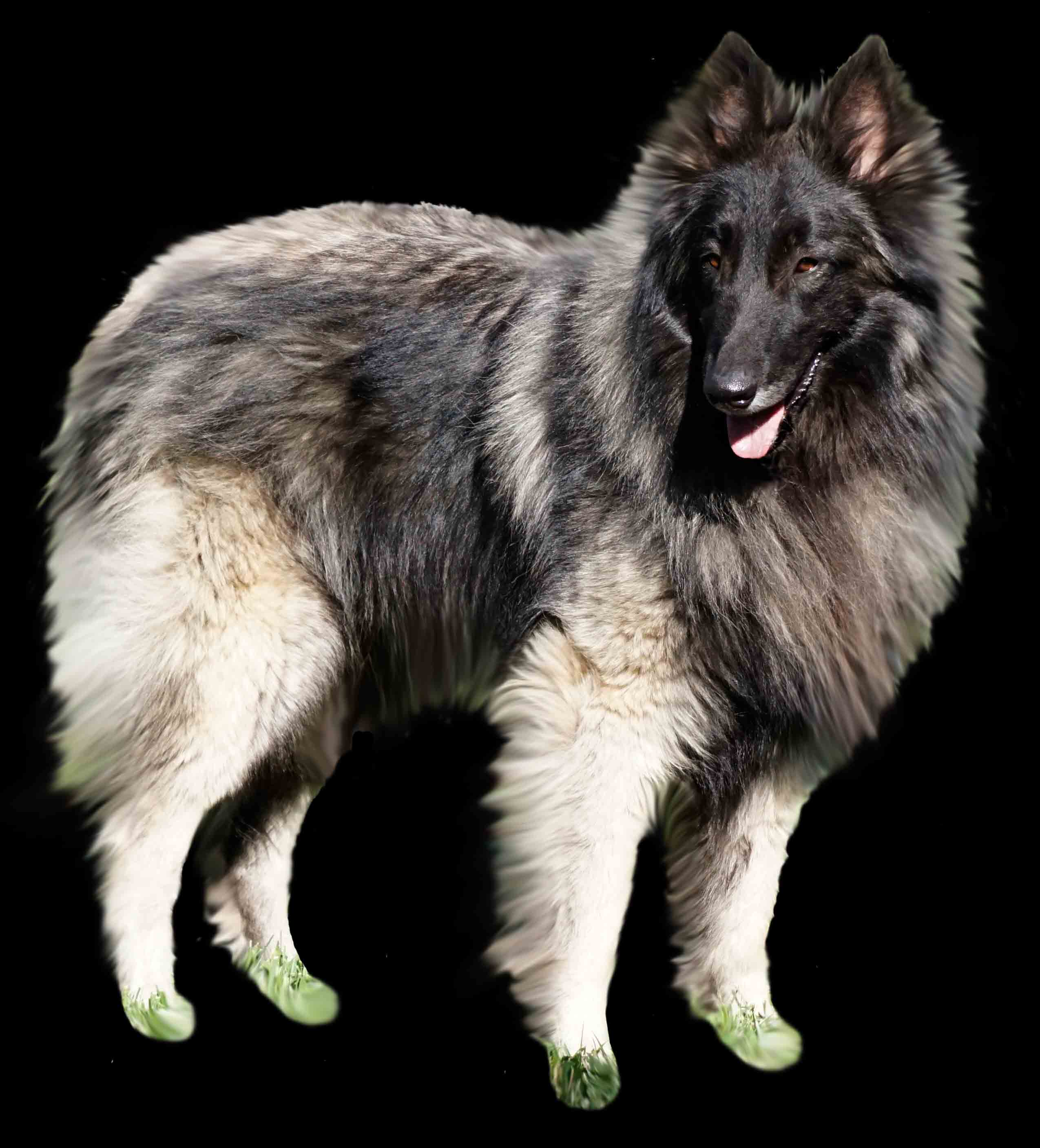 silver tervuren