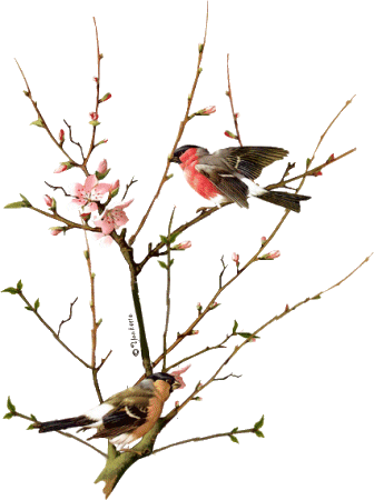birds2 birds2